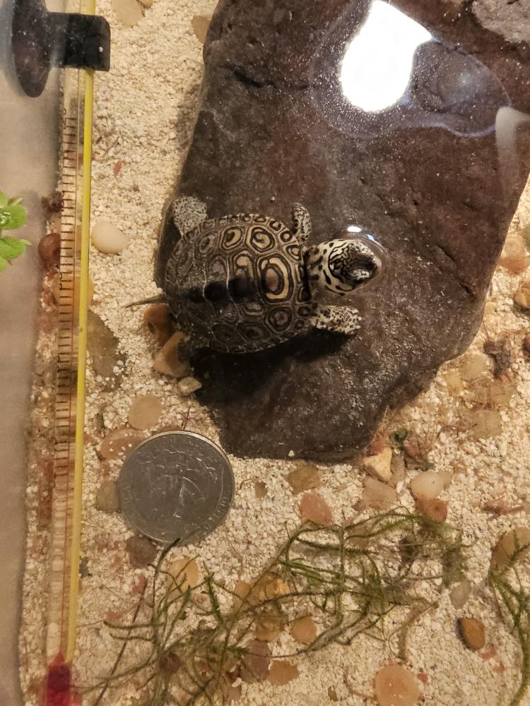 Concentric Diamondback Terrapin