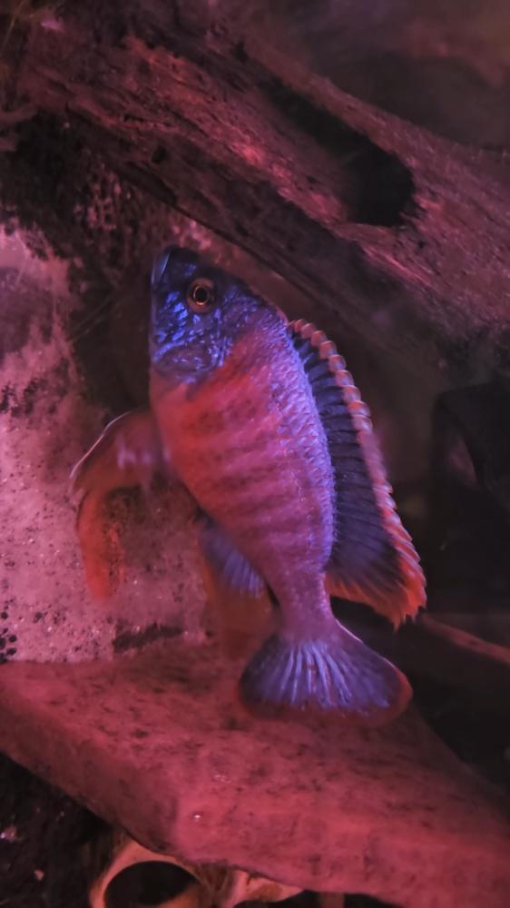 Peacock Cichlid