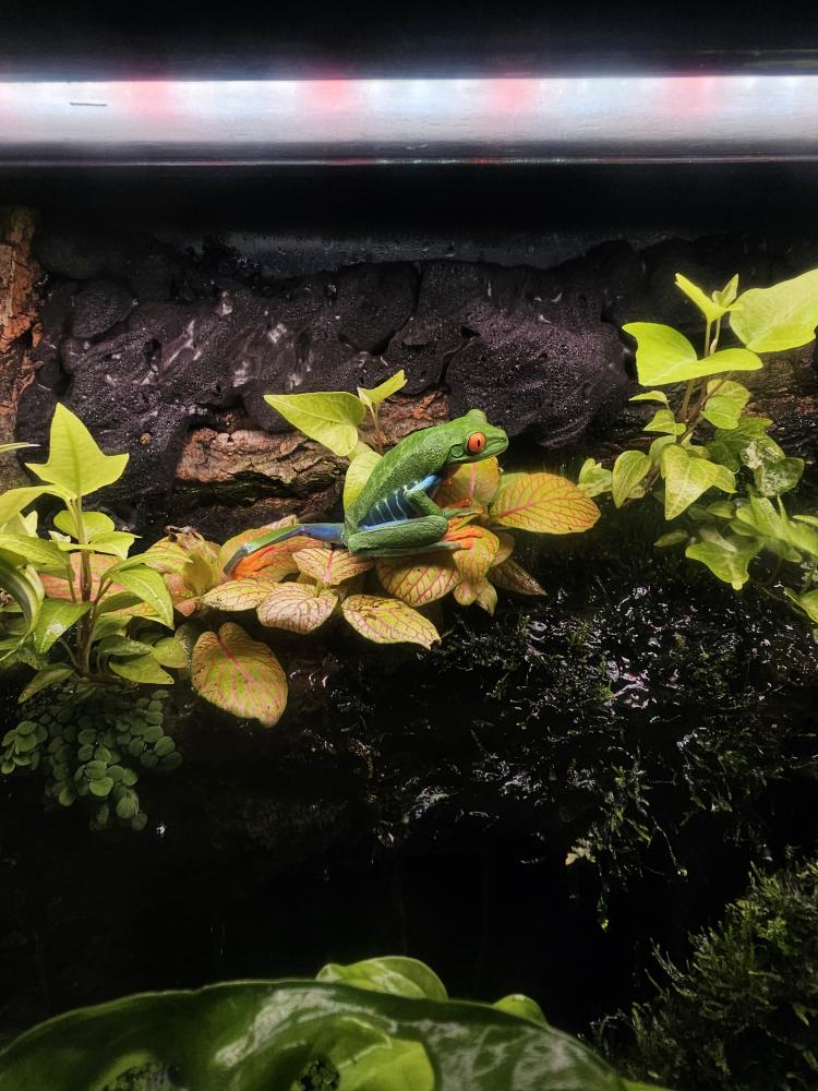 Red Eyed Tree Frog