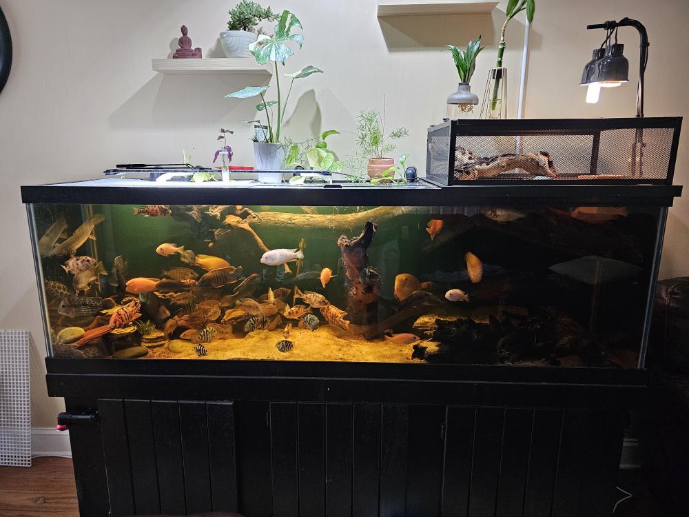 125 Gallon Aquarium