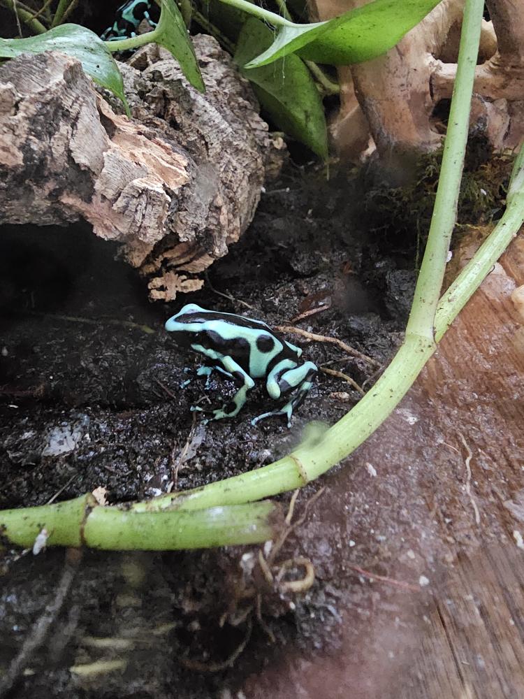 Green & Black Poison Dart Frogs