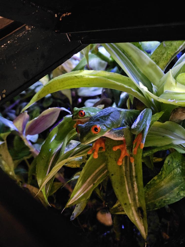 Red Eyed Tree Frogs