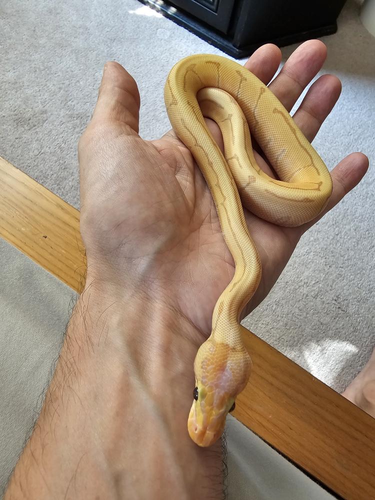 Banana Pinstripe Ball Python