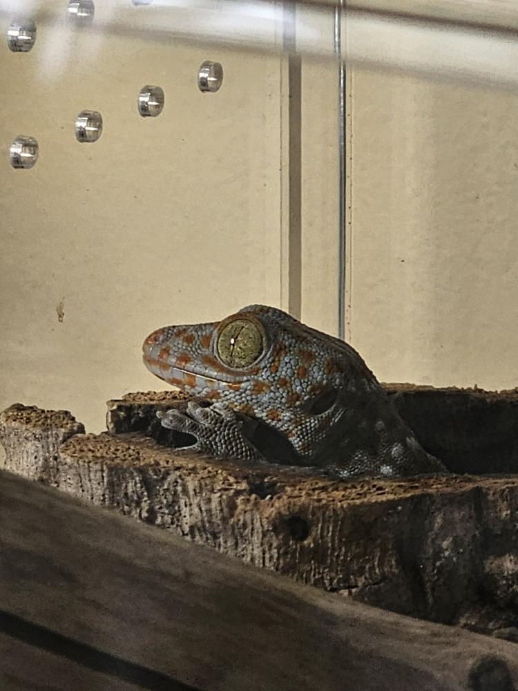 Tocay Gecko