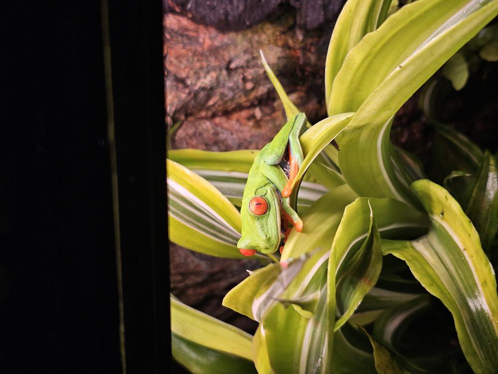 🔴👁️🌳🐸