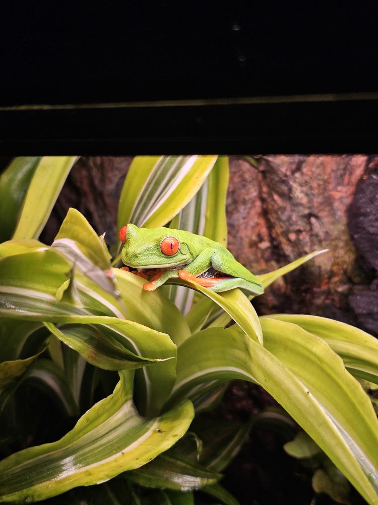🐸