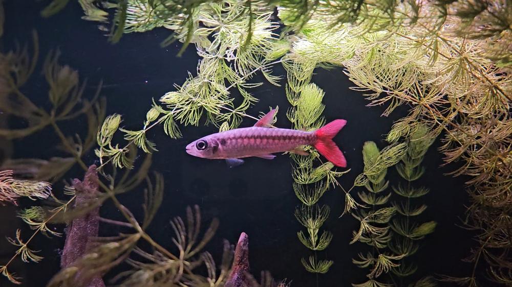 My Pink Tail Chalseus 😁
