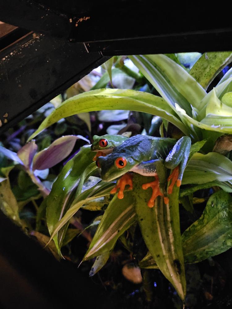 the tree frogs are out! 😁
🔴👁️🌳🐸
