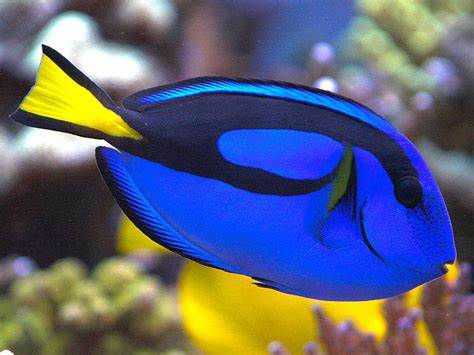 Some nice Blue Tangs!
