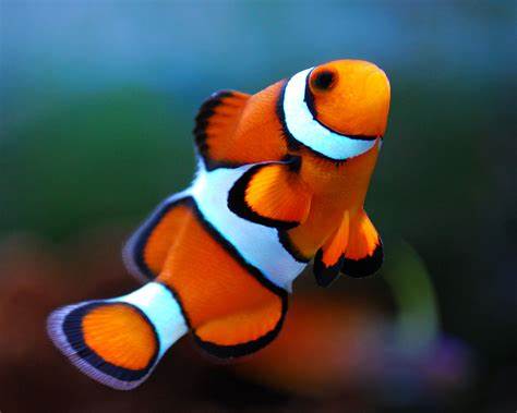 Check out these Clownfish!