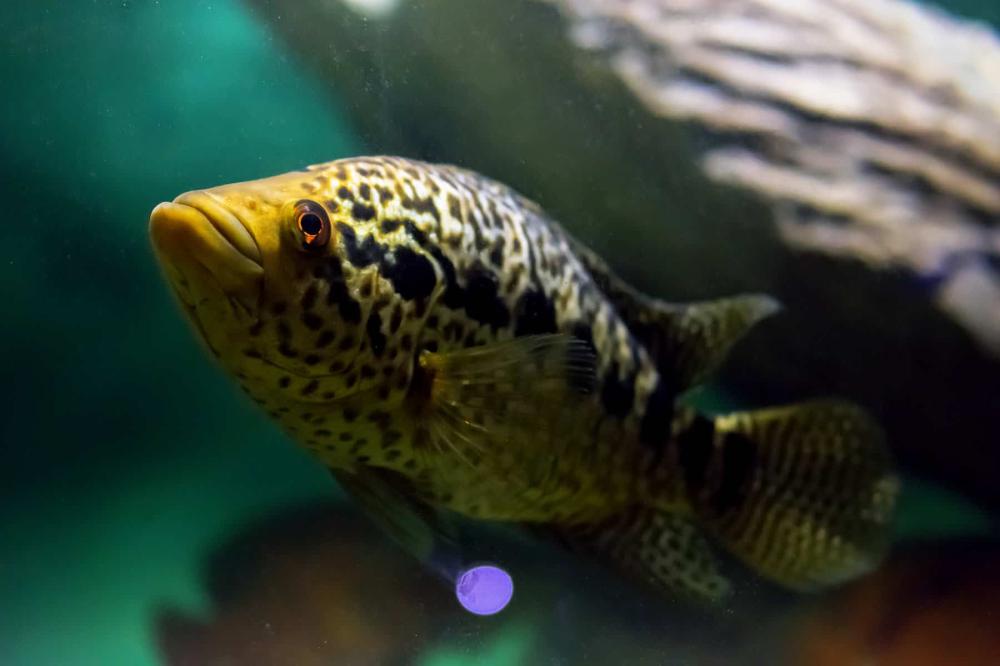 Jaguar Cichlids!